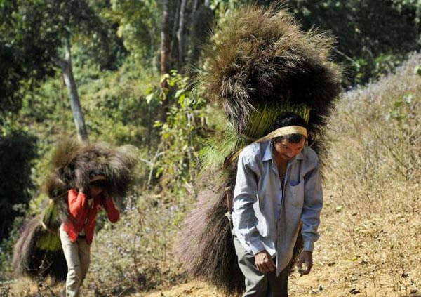 Manufacturers Exporters and Wholesale Suppliers of Grass Broom 03 Guwahati Assam